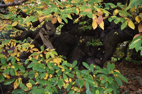 Ancient sweet chestnut tree